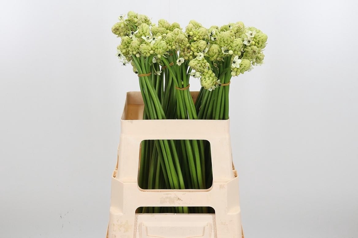 <h4>Ornithogalum Saundersiae</h4>