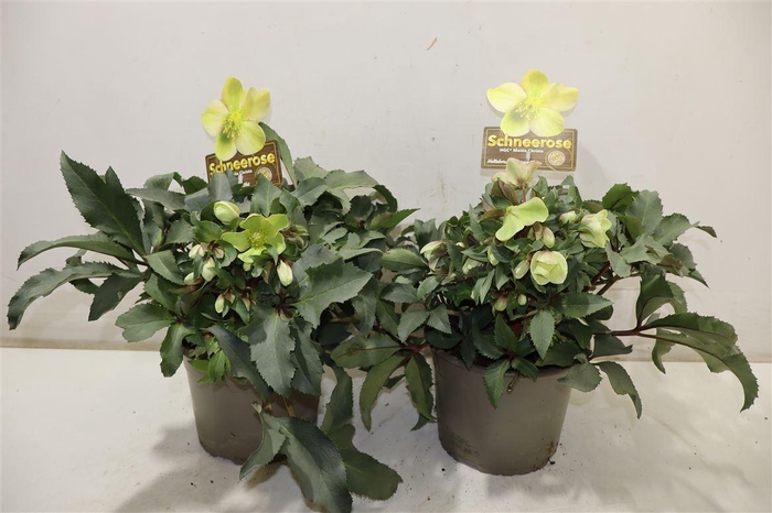 <h4>Hell Hgc M Christo</h4>