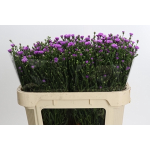 Aster Casarosa