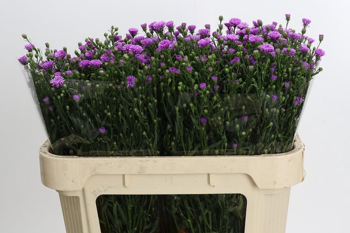 <h4>Aster Casarosa</h4>