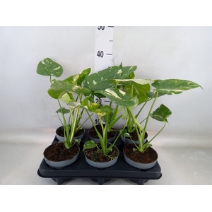 Monstera delic. 'Thai Constellatio'