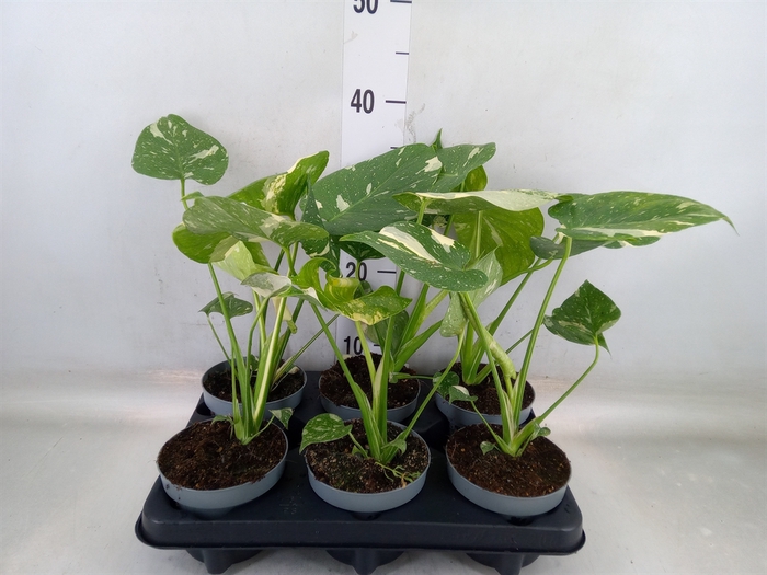 <h4>Monstera delic. 'Thai Constellatio'</h4>