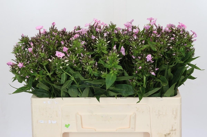 Phlox Sweet Lexy