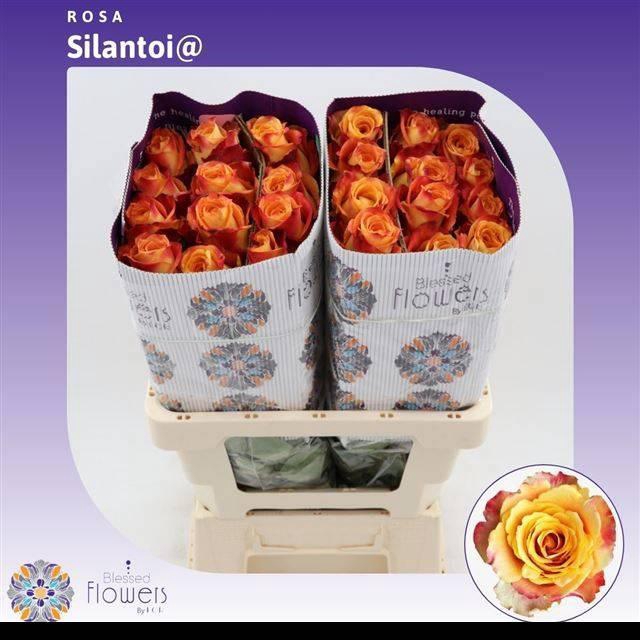 <h4>R GR SILANTOI@</h4>