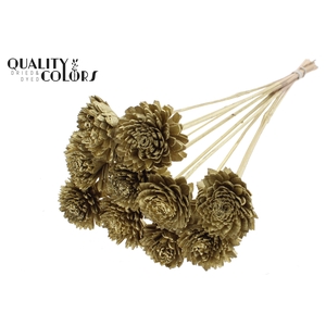 Shola Zinia 6cm on stem Gold