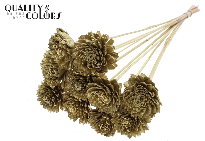 Shola Zinia 6cm on stem Gold