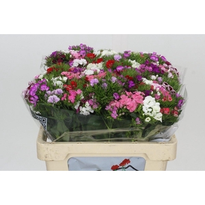 Dianthus Br Aldo Mix Rainbow