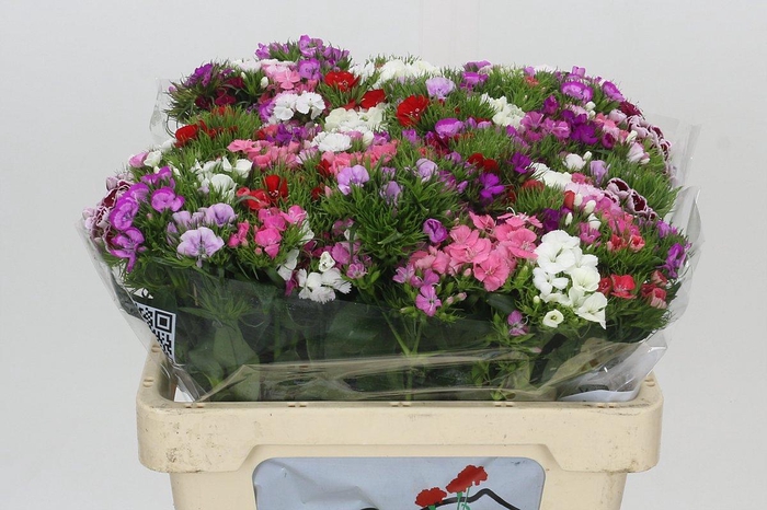 <h4>Dianthus Br Aldo Mix Rainbow</h4>