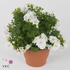 CAMPANULA ISO DUBLIN WHITE DECORUM