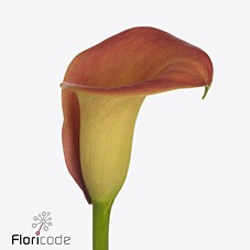 Zantedeschia captain brunello