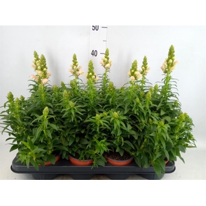 Antirrhinum majus   ...