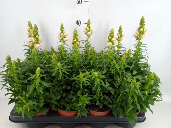 <h4>Antirrhinum majus   ...</h4>