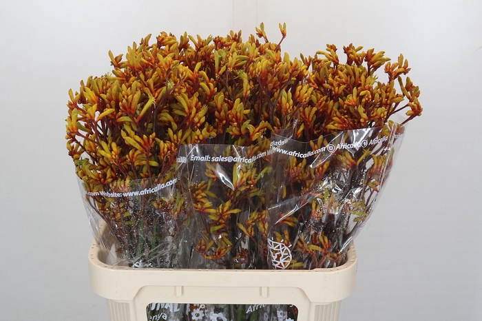 Kangaroo Paw Gold Fever