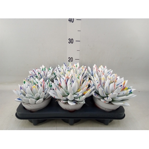 Echeveria  'Miranda'