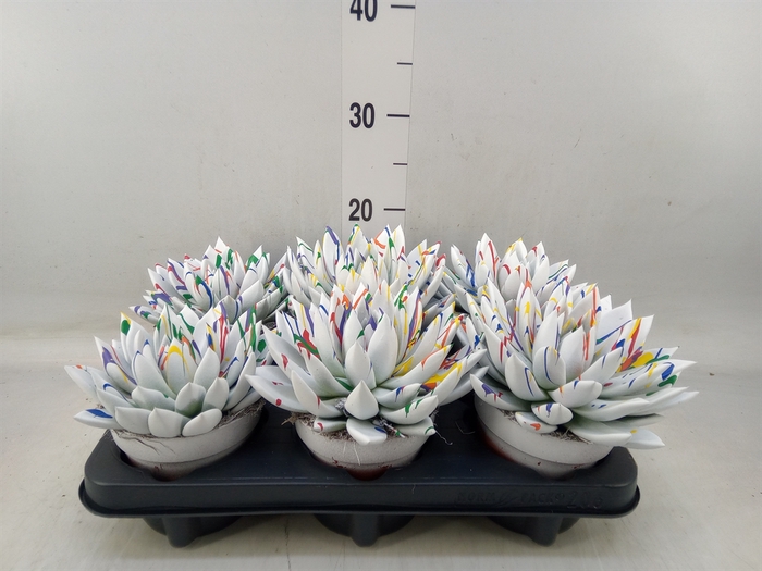 <h4>Echeveria  'Miranda'</h4>