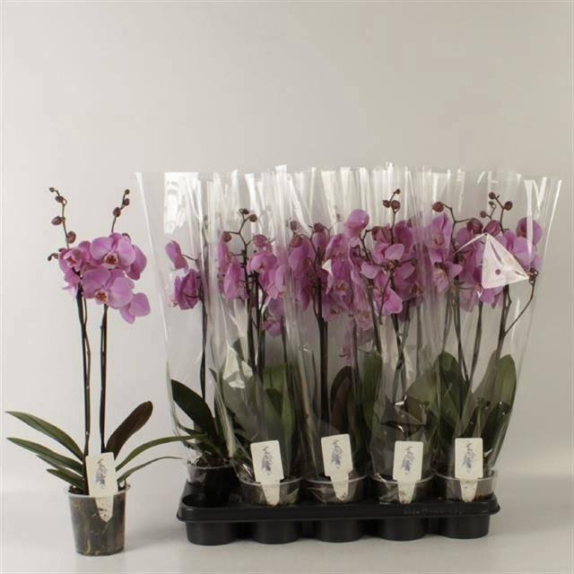 <h4>PHAL OV ROZE</h4>