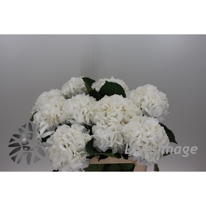 Hydrangea schneeball