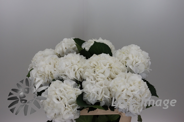 <h4>Hydrangea schneeball</h4>