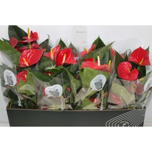 ANTHURIUM RED SUCCESS P15 PREMIUM
