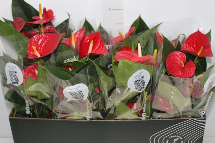 <h4>ANTHURIUM RED SUCCESS P15 PREMIUM</h4>