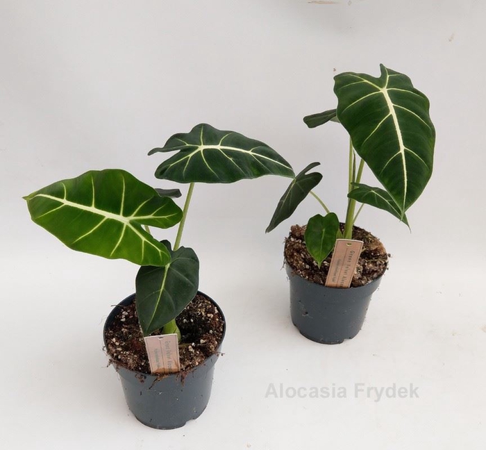 Alocasia