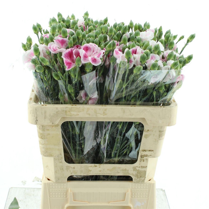 <h4>Di Tr Solandis Blunchfly</h4>