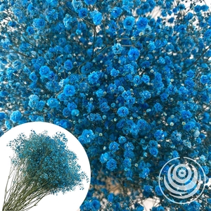 Gyps Xlence Sepia 40gr