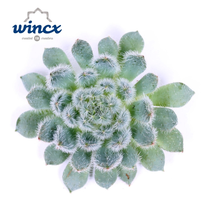 <h4>Echeveria Setosa X Rundelli Cutflower Wincx-12cm</h4>