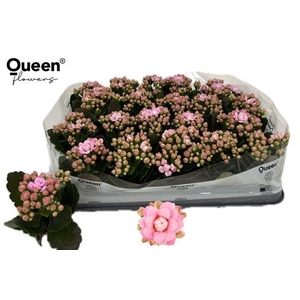 KALAN CALAN QUEEN LILLIAN P6