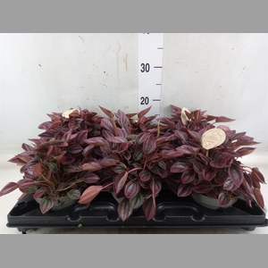 Peperomia