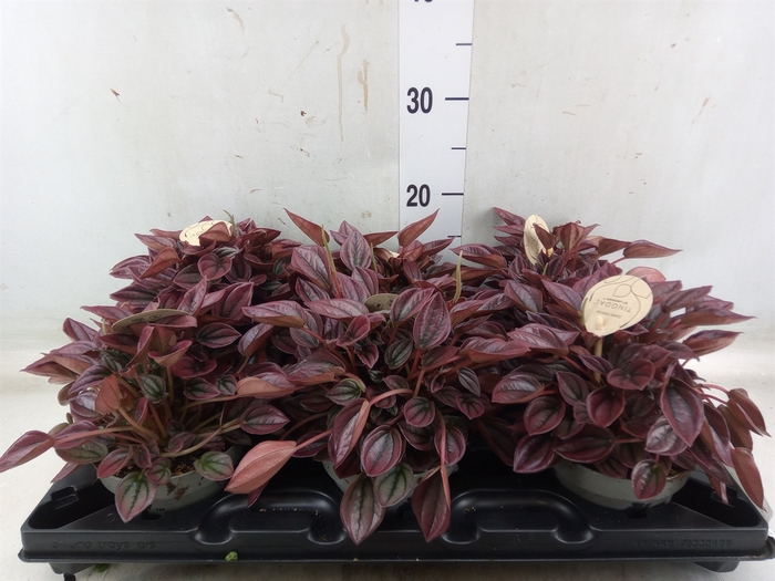 <h4>Peperomia</h4>