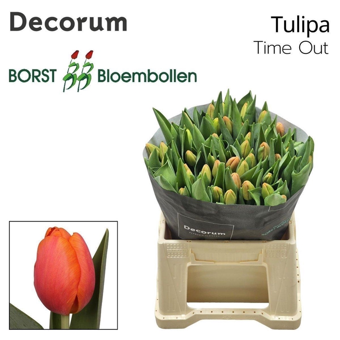 <h4>Tulipa si time out</h4>