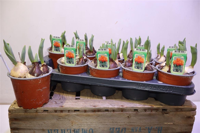 <h4>Tul Ov Orange</h4>