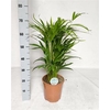 ** Dypsis Lutescens 25pp * Spring Deal *