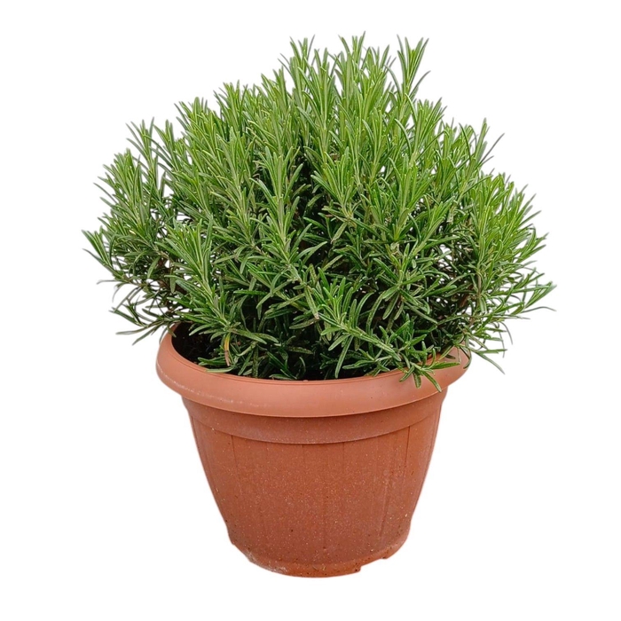 <h4>Rosmarinus officinalis</h4>