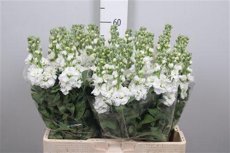 <h4>Matth Aida White</h4>