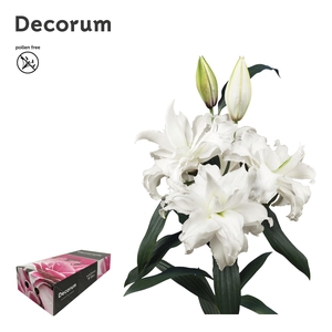 LI ROSELILY ANGELA 4+ Medium Decorum Box