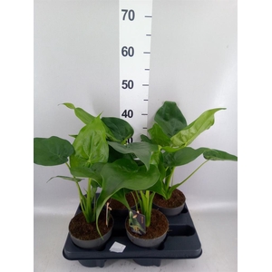 Alocasia cucullata