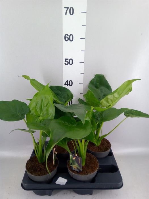 <h4>Alocasia cucullata</h4>