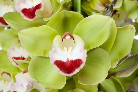 <h4>TOP SPOT 80cm x 6.</h4>