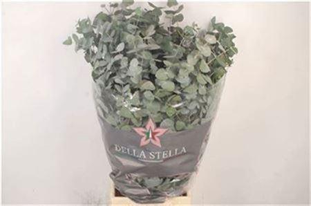 <h4>Euc Cinerea Per Bunch 300 Gram</h4>