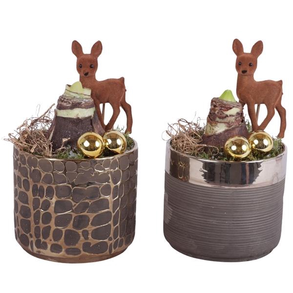 <h4>Christmas Arr. Amaryllis Ceramic Pure Luxury N568 Ø13cm 1PP</h4>