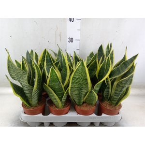 Sansevieria trifa. 'Futura Superba'
