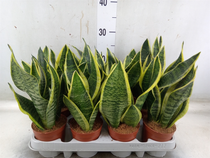 <h4>Sansevieria trifa. 'Futura Superba'</h4>