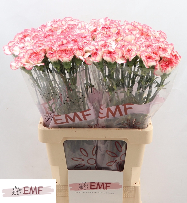 <h4>DI ST BACARAT PINK</h4>