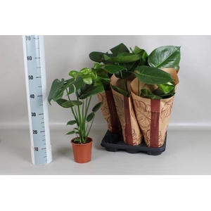 MONSTERA DELICIOSA