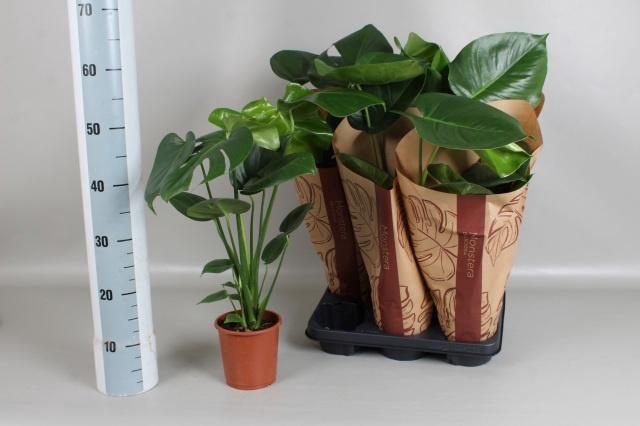 <h4>MONSTERA DELICIOSA</h4>