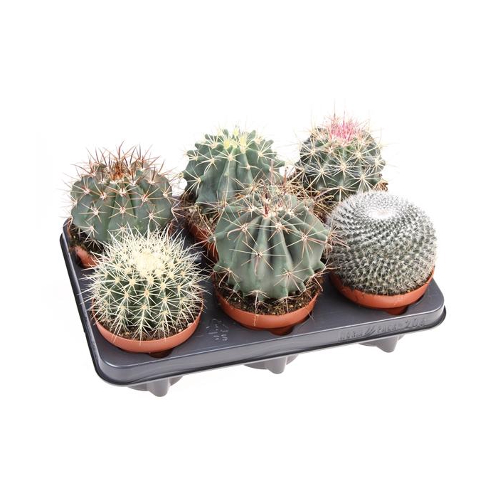 <h4>Cactus bol mix</h4>