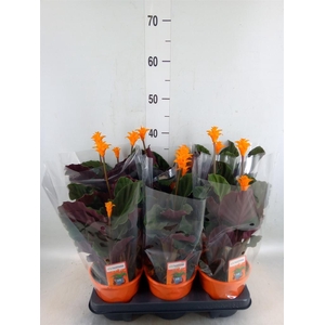 Calathea crocata 'Tassmania'