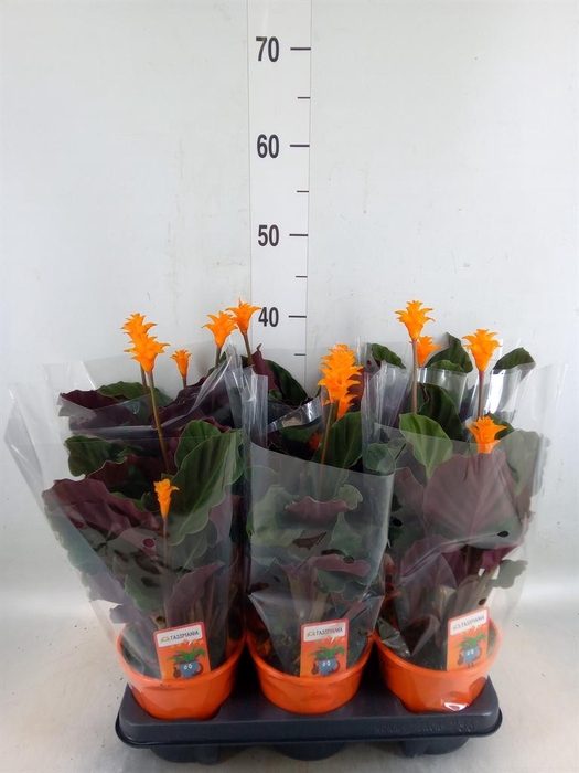 <h4>Calathea crocata 'Tassmania'</h4>